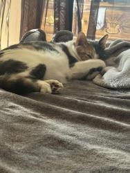 Lost Female Cat last seen Adams and 28th, Veradale, WA 99037