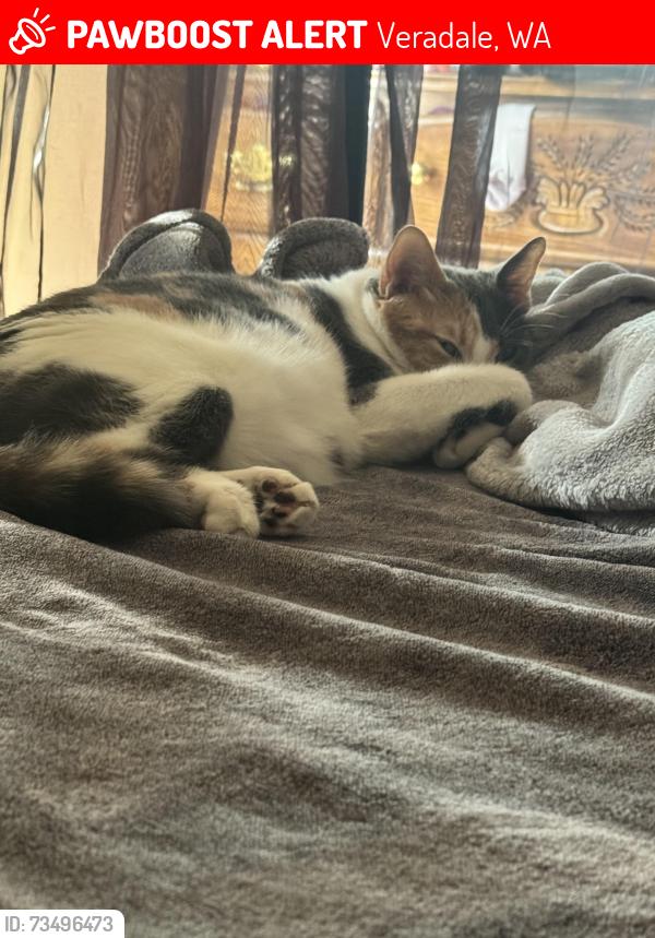 Lost Female Cat last seen Adams and 28th, Veradale, WA 99037