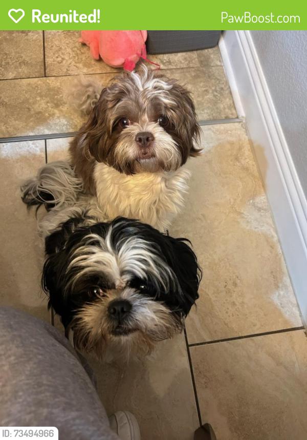Reunited Male Dog last seen Near Bald Eagle way Grand Prairie, tx 75052, Grand Prairie, TX 75052