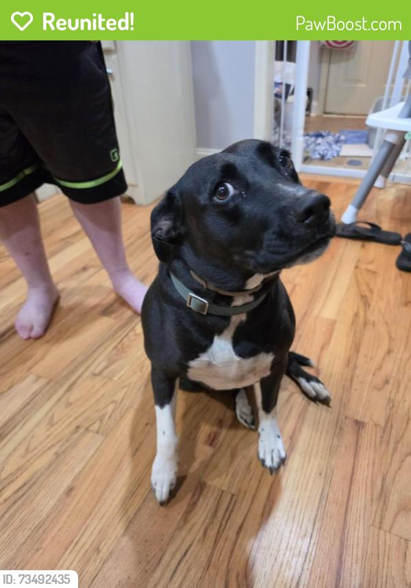 Reunited Female Dog last seen Near grannies diner, Inman, SC 29349
