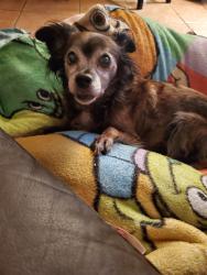 Lost Female Dog last seen 67th Ave and Camelback Rd, Phoenix, AZ 85033