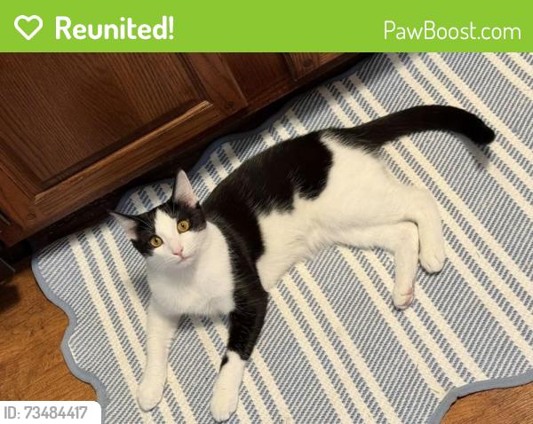 Reunited Male Cat last seen Wyoming St, Virginia Ave, Highland Ave, Dayton, OH 45410