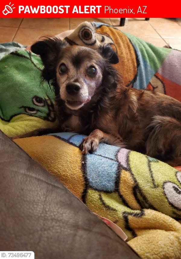 Lost Female Dog last seen 67th Ave and Camelback Rd, Phoenix, AZ 85033