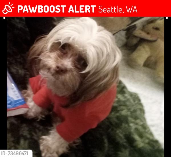 Lost Female Dog last seen Near the QFC and LOWES, Seattle, WA 98144