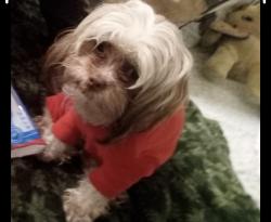 Lost Female Dog last seen Near the QFC and LOWES, Seattle, WA 98144