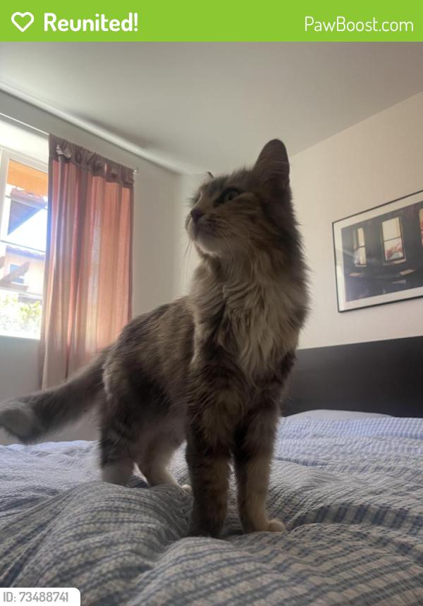 Reunited Female Cat last seen Near Baldwin st, Los Angeles, CA 90031