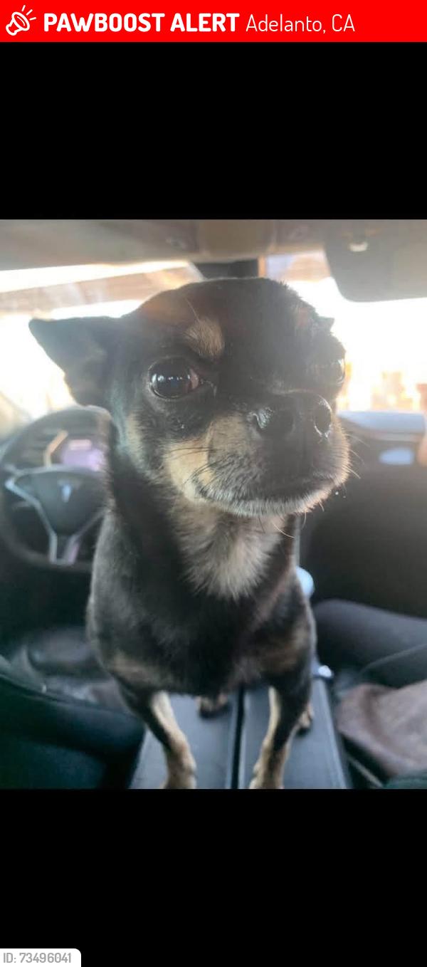 Lost Male Dog last seen Verbena and victor, Adelanto, CA 92301