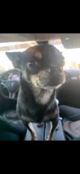 Lost Male Dog last seen Verbena and victor, Adelanto, CA 92301