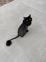 Reunited Female Cat last seen Sandalwood Lane, Johnstown, CO, Johnstown, CO 80534