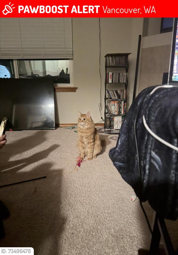 Lost Male Cat last seen Near corners, Vancouver, WA 98664