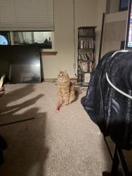 Lost Male Cat last seen Near corners, Vancouver, WA 98664