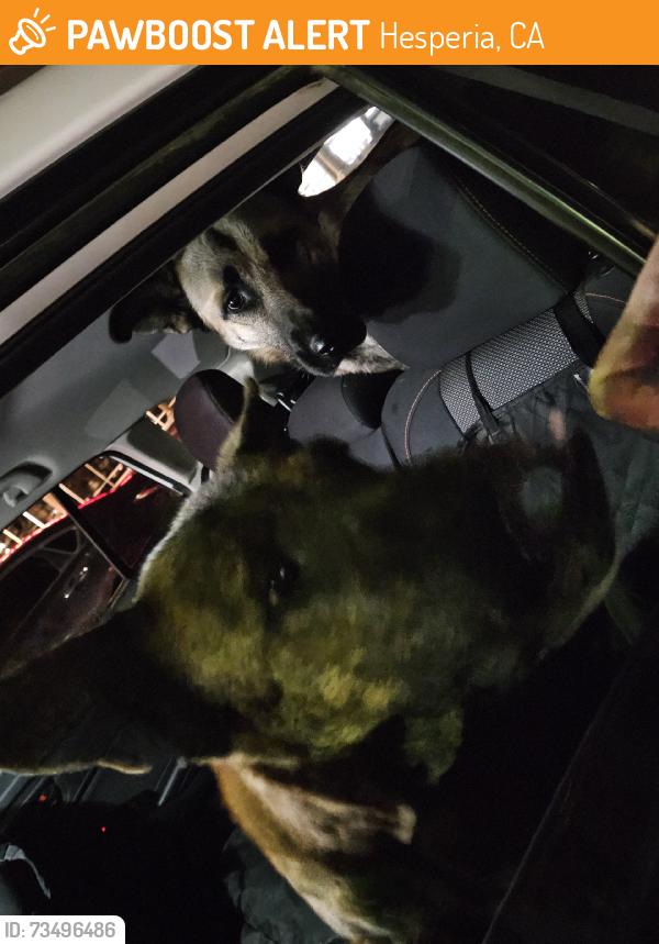 Found/Stray Female Dog last seen Rebirth Gym 11th Ave and main st, Hesperia, CA 92345