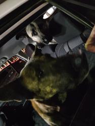 Found/Stray Female Dog last seen Rebirth Gym 11th Ave and main st, Hesperia, CA 92345