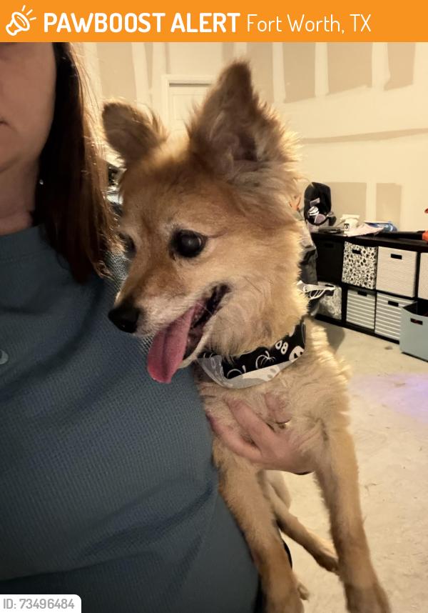 Found/Stray Male Dog last seen Risinger and Summer Creek, Fort Worth, TX 76123