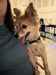 Found/Stray Male Dog last seen Risinger and Summer Creek, Fort Worth, TX 76123