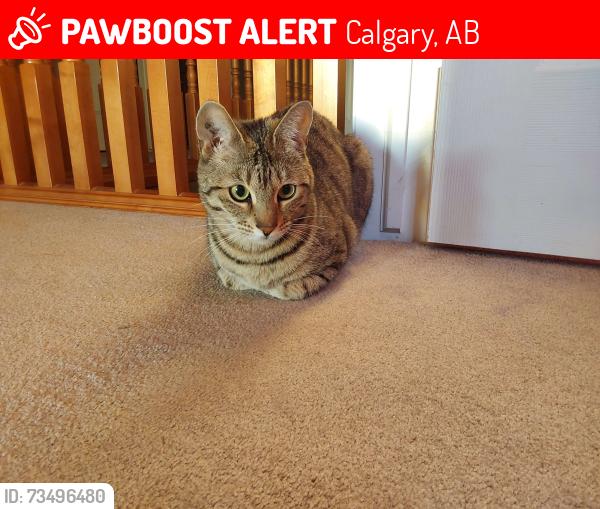 Lost Female Cat last seen • Saddlecrest Boulevard NE, Calgary, AB 