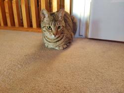 Lost Female Cat last seen • Saddlecrest Boulevard NE, Calgary, AB 
