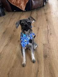 Lost Male Dog last seen Near parkway dr, Atlanta, GA 30308