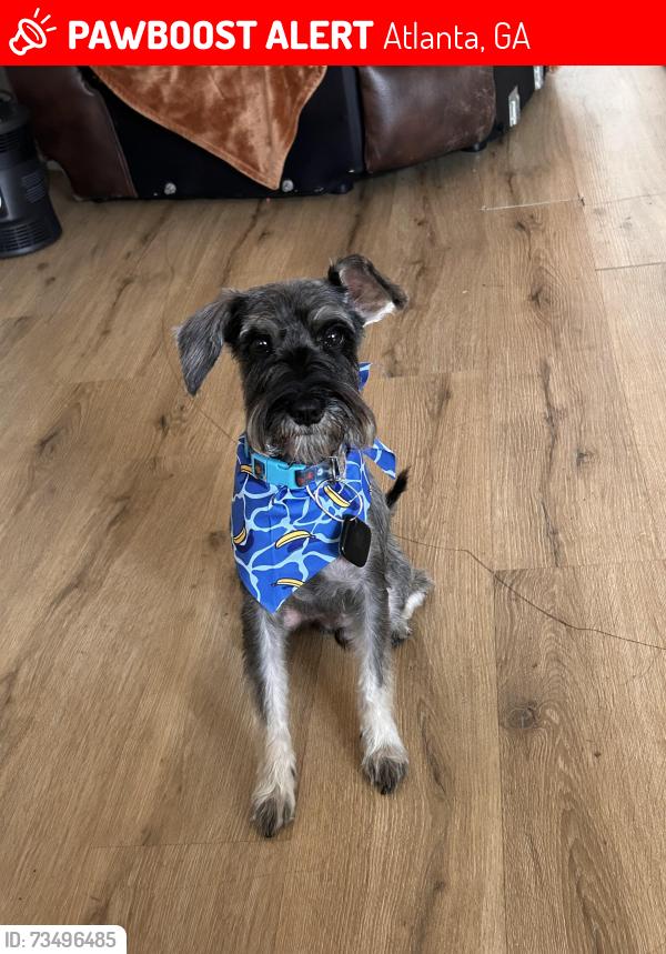 Lost Male Dog last seen Near parkway dr, Atlanta, GA 30308