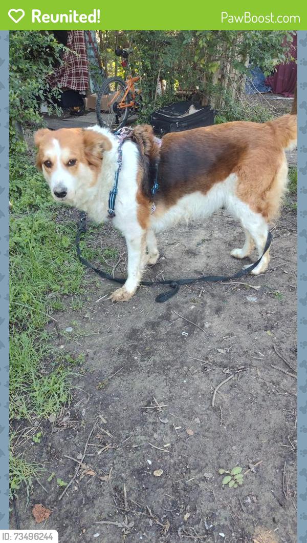 Reunited Female Dog last seen E 9th and harding, Fort Worth, TX 76102