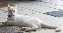 Reunited Female Cat last seen Samaria barber & beauty salon suite140 in the dollar tree parking lot, Compton, CA 90221