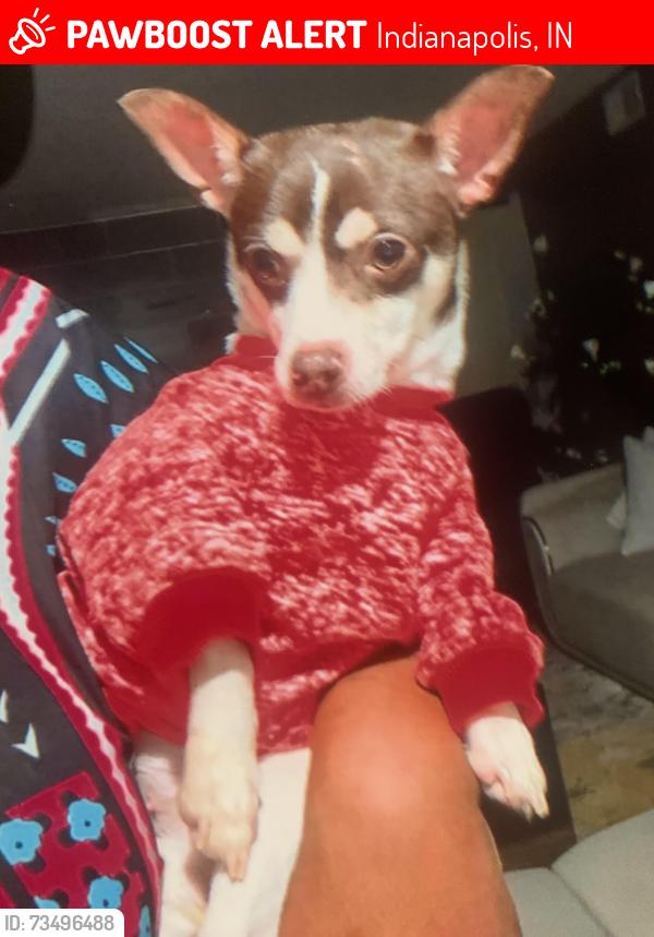 Lost Female Dog last seen Fisher indiana, Indianapolis, IN 46250