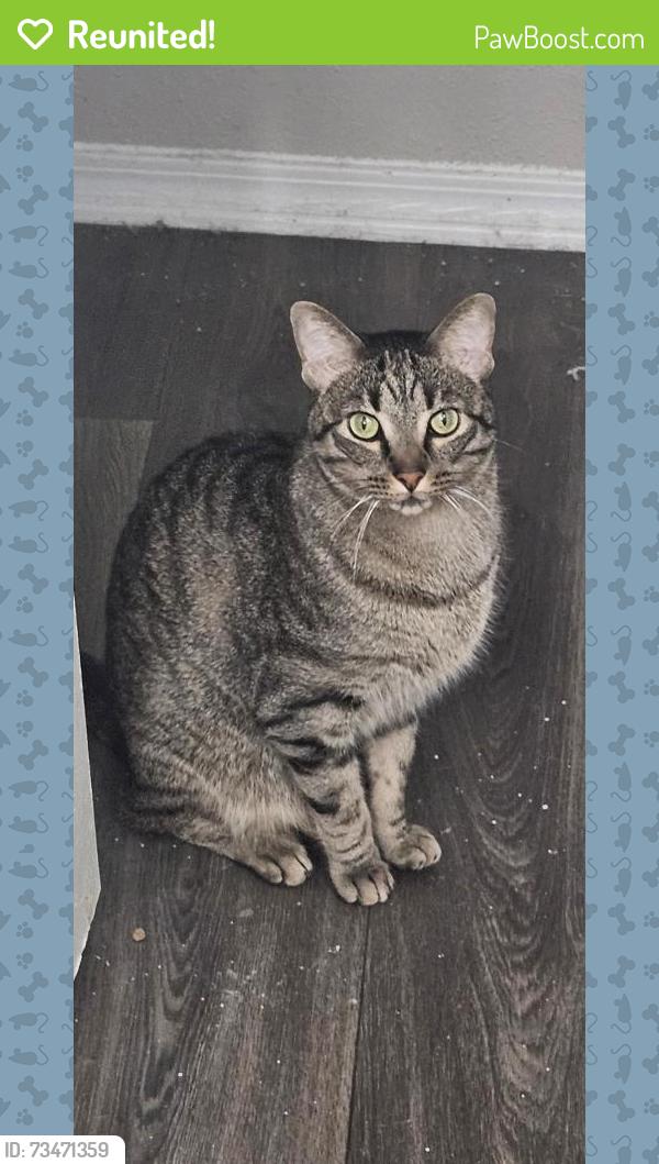 Reunited Male Cat last seen HTeaO, Midway Dr, Town creek Dr, Primrose Hill, Euless, TX 76039