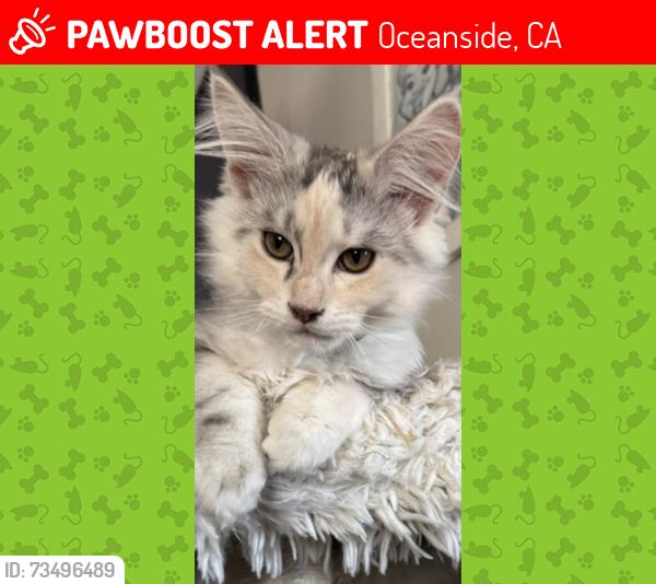 Lost Female Cat last seen Sunset View apmts, Oceanside, CA 92056
