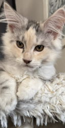 Lost Female Cat last seen Sunset View apmts, Oceanside, CA 92056