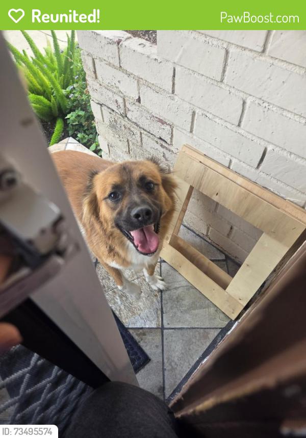 Reunited Unknown Dog last seen Near Mitchell Ave, Tustin, CA 92780