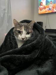 Reunited Female Cat last seen Near E Via Verde St, Covina, CA 91724