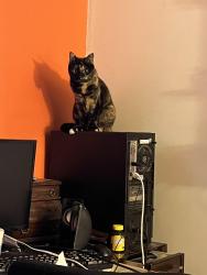 Lost Female Cat last seen Big springs road, Maryville, TN 37801