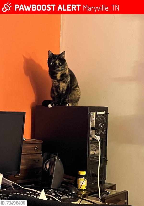 Lost Female Cat last seen Big springs road, Maryville, TN 37801