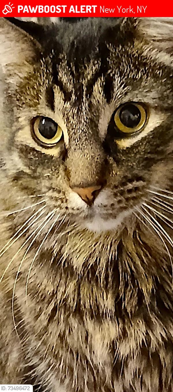 Lost Male Cat last seen John st& Williams rd to sanborn 711, New York, NY 10038