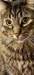 Lost Male Cat last seen John st& Williams rd to sanborn 711, New York, NY 10038