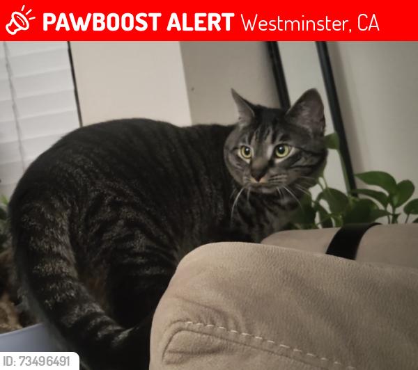 Lost Male Cat last seen Bolsa and Bushard, Westminster, CA 92683
