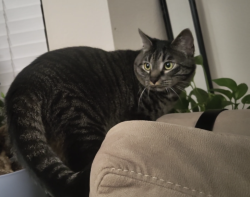 Lost Male Cat last seen Bolsa and Bushard, Westminster, CA 92683
