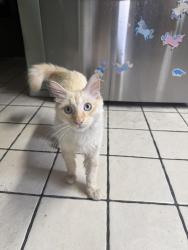 Found/Stray Male Cat last seen Baseline and Boulder, Highland, CA 92346