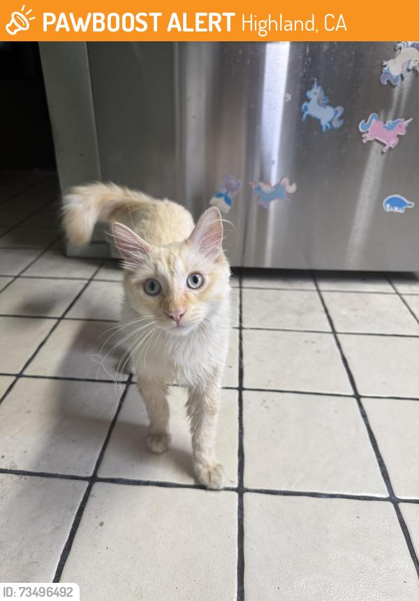 Found/Stray Male Cat last seen Baseline and Boulder, Highland, CA 92346
