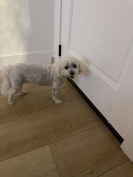 Reunited Female Dog last seen burning tree and, Fullerton, CA 92833