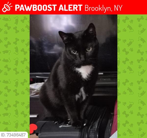 Lost Male Cat last seen Brighton 7th street and Brighton beach avenue, Brooklyn, NY 11235