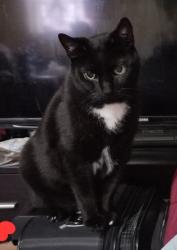 Lost Male Cat last seen Brighton 7th street and Brighton beach avenue, Brooklyn, NY 11235