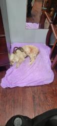 Reunited Female Dog last seen Twining Ave and Marzo Street, San Diego, CA 92154