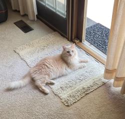 Reunited Male Cat last seen N Mill St and W Bauer Rd, Nike Park, Naperville, IL 60563