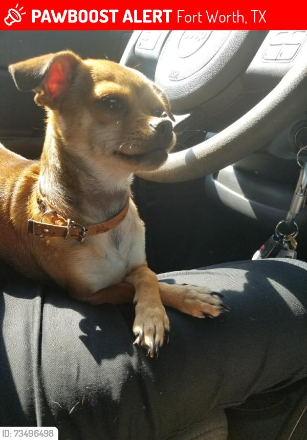 Lost Female Dog last seen Martin st and hillside ave, Fort Worth, TX 76119