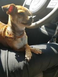 Lost Female Dog last seen Martin st and hillside ave, Fort Worth, TX 76119