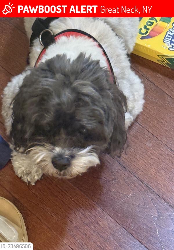 Lost Male Dog last seen Northern blvd & Aster ln, Great Neck, NY 11020