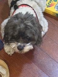 Lost Male Dog last seen Northern blvd & Aster ln, Great Neck, NY 11020