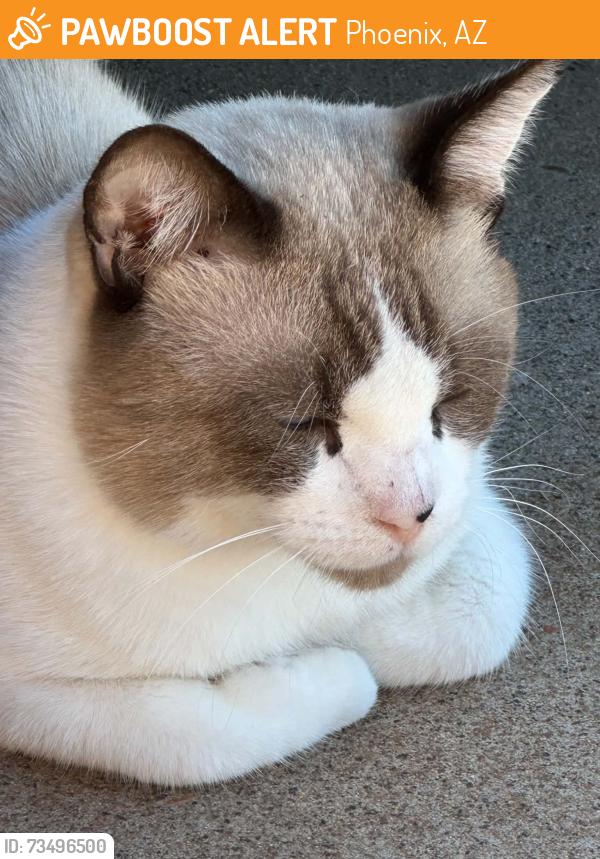 Found/Stray Male Cat last seen W Country Gables Dr and N 29th Dr, Phoenix, AZ 85053