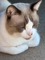 Found/Stray Male Cat last seen W Country Gables Dr and N 29th Dr, Phoenix, AZ 85053